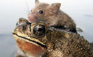 Rat In Trouble Finds An Unlikely Ally In A Fat Toad