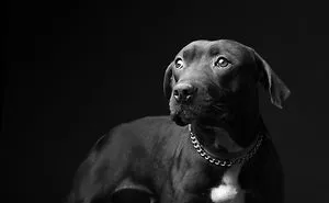 I Photographed The Dogs That Didn't Make It Out Of The Shelter.