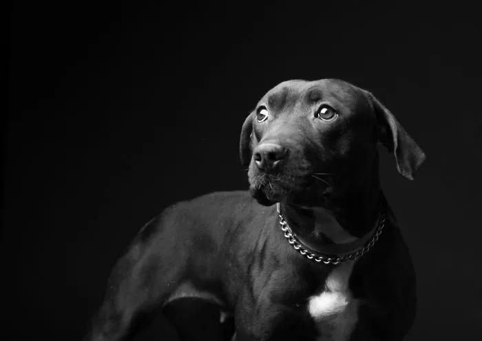 I Photographed The Dogs That Didn't Make It Out Of The Shelter.