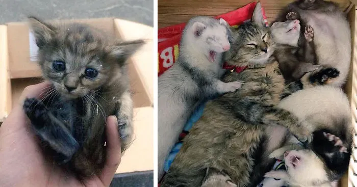 Rescue Kitten Adopted By 5 Ferrets Thinks It's A Ferret Too