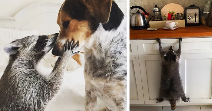 Orphaned Raccoon Rescued By Family With Dogs Thinks She's A Dog, Too