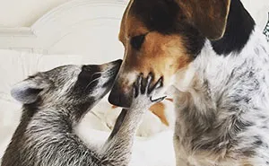 Orphaned Raccoon Rescued By Family With Dogs Thinks She's A Dog, Too