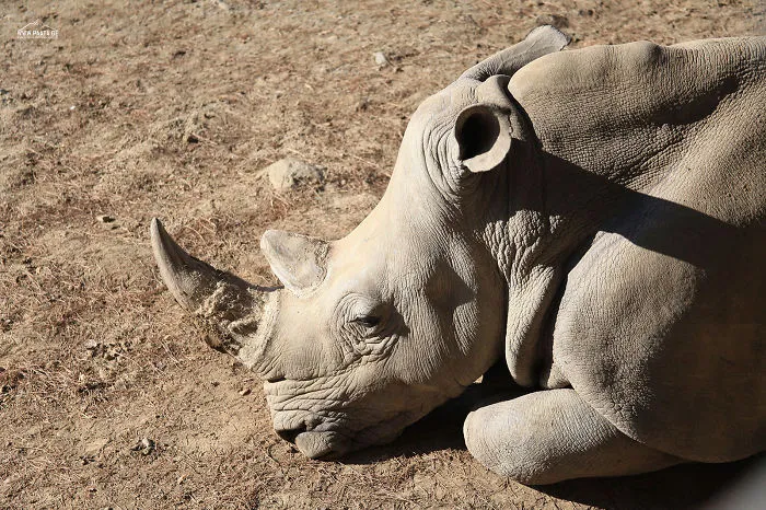 Rhinoceros