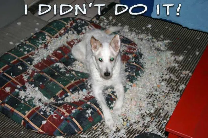 I Didn't Do It!