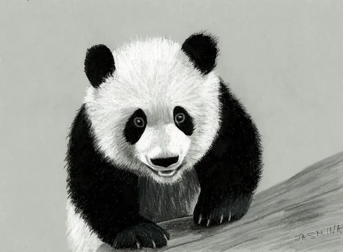 Pencil Drawing Of Panda