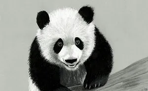 Pencil Drawing Of Panda