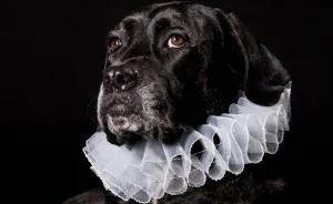 I Photograph Animals Looking As Noble Men From Classical Paintings