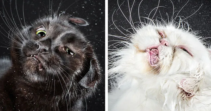 Funny Portraits Of Cats Shaking Themselves Dry By Carli Davidson