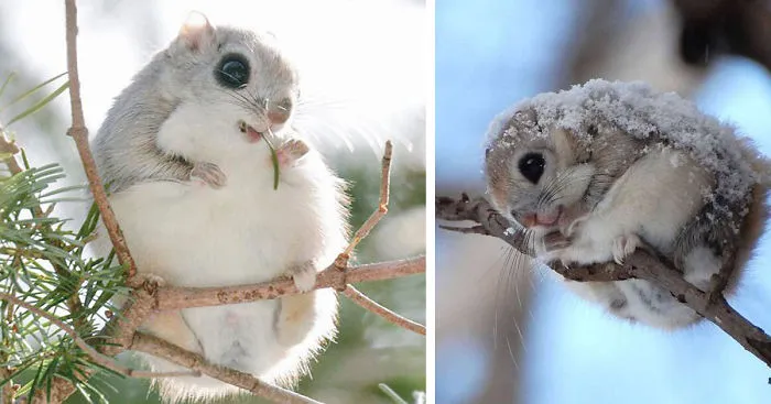 Japanese And Siberian Flying Squirrels Are Probably The Cutest Animals On Earth