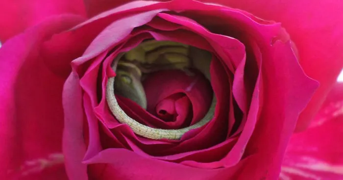 This Lizard Made A Bed Out Of A Rose And It's The Cutest Thing