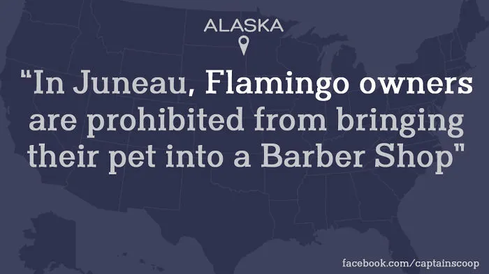 Barber Shop Flamingo Fiasco