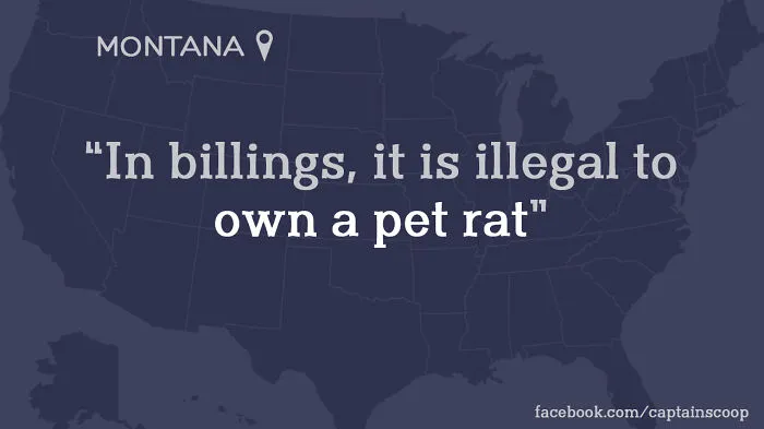 Strange Pet Laws