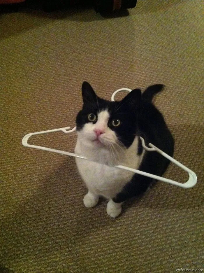 150 Cats Who Immediately Regretted Their Poor Life Choices