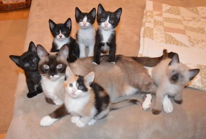 Stray Mommy Minnie Was Pregnant When We Found Her. 2 Kids Stayed Here, 4 Went Home In Pairs.