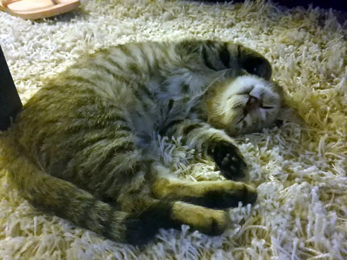 150 Cats Who Immediately Regretted Their Poor Life Choices