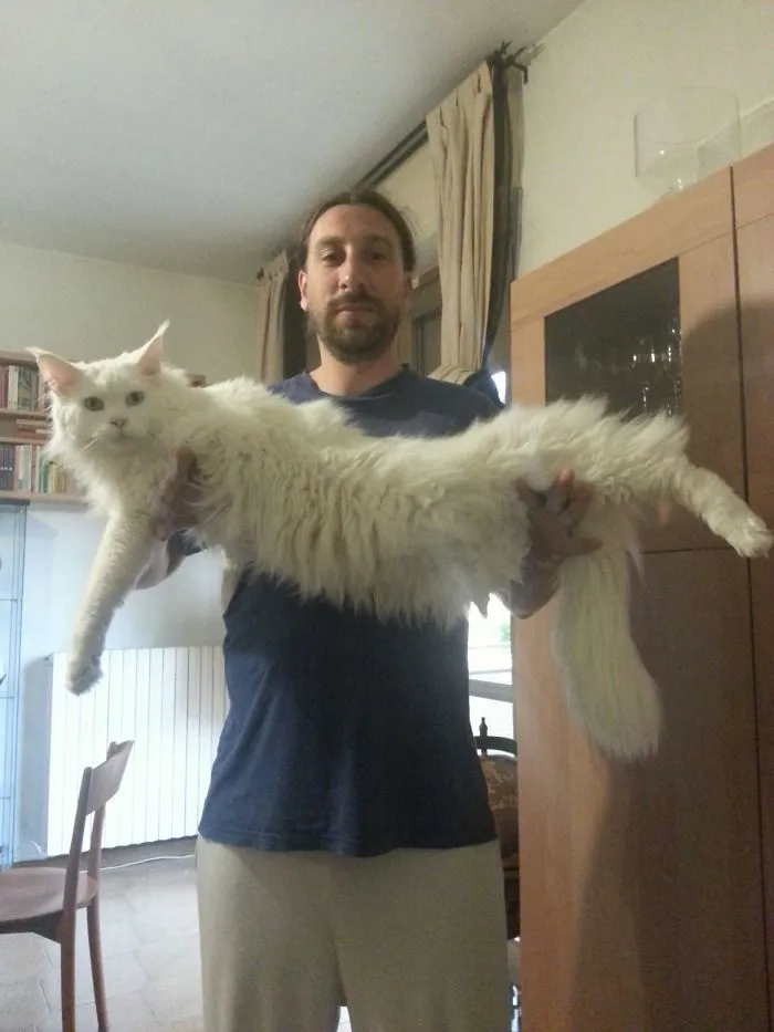 Man holding a large white Maine Coon cat, showcasing the breed's giant size and fluffy fur indoors.
