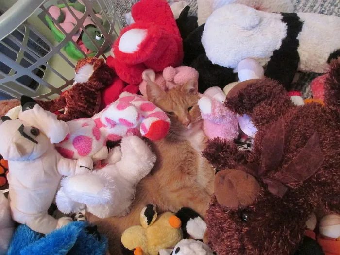 150 Cats Who Immediately Regretted Their Poor Life Choices