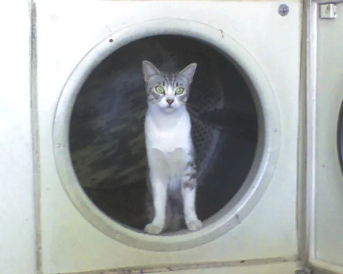 150 Cats Who Immediately Regretted Their Poor Life Choices