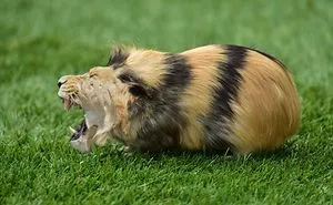 49 Strange Animal Hybrids Bred In Photoshop
