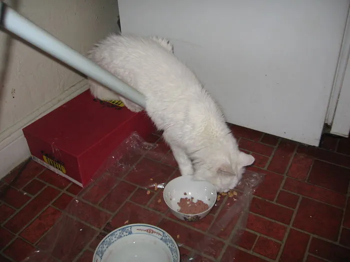 150 Cats Who Immediately Regretted Their Poor Life Choices