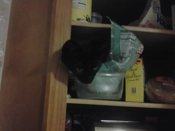 150 Cats Who Immediately Regretted Their Poor Life Choices