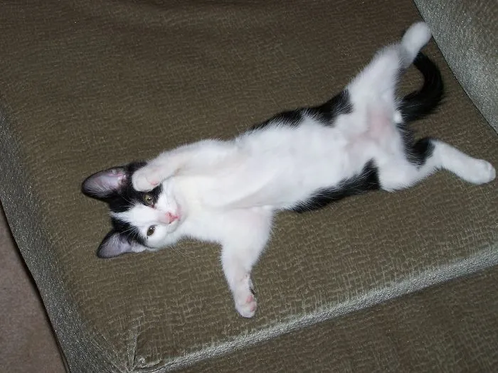 150 Cats Who Immediately Regretted Their Poor Life Choices