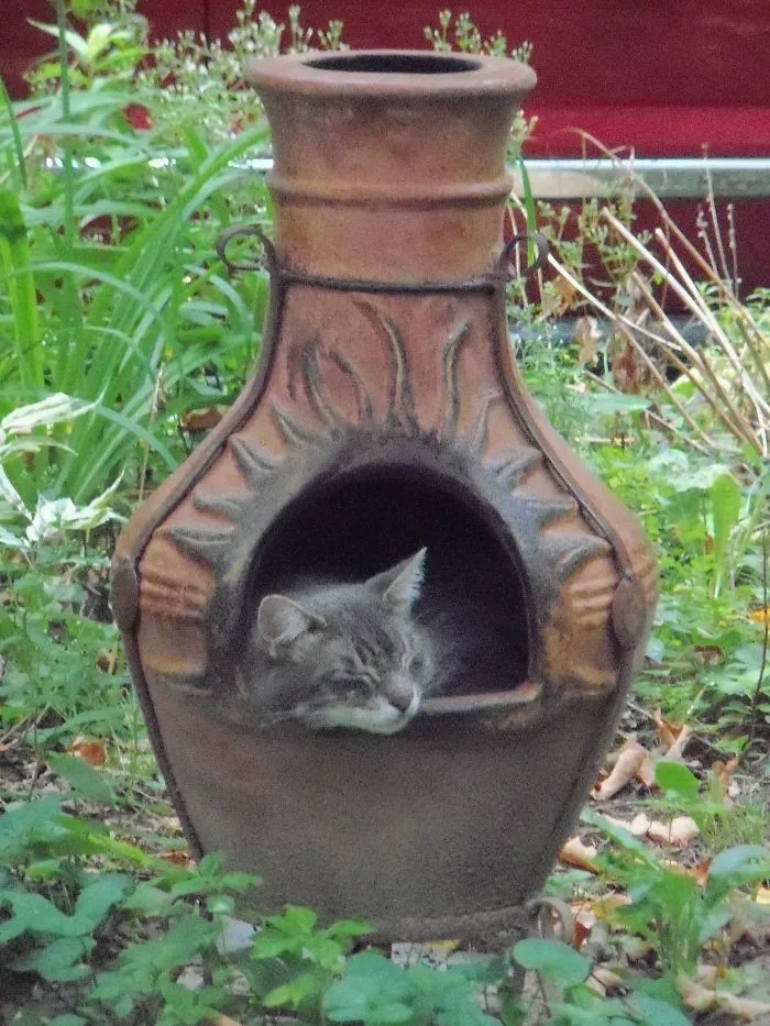 150 Cats Who Immediately Regretted Their Poor Life Choices