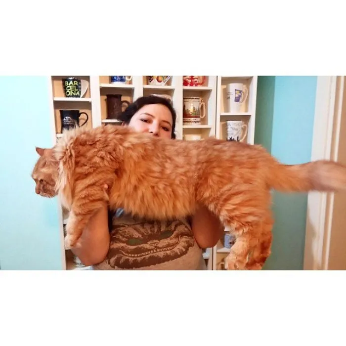 Woman holding a large orange Maine Coon cat indoors, showcasing the giant kitty's size and soft fur.