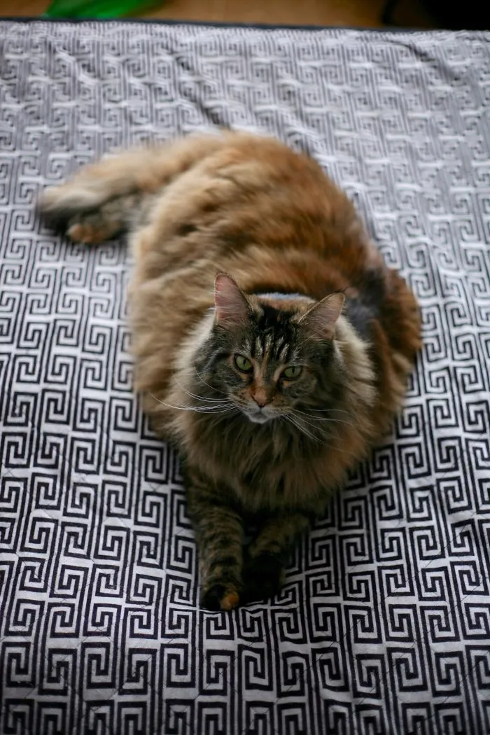 Large Maine Coon cat with long fur lying on a patterned fabric, showing its gentle and soft character.