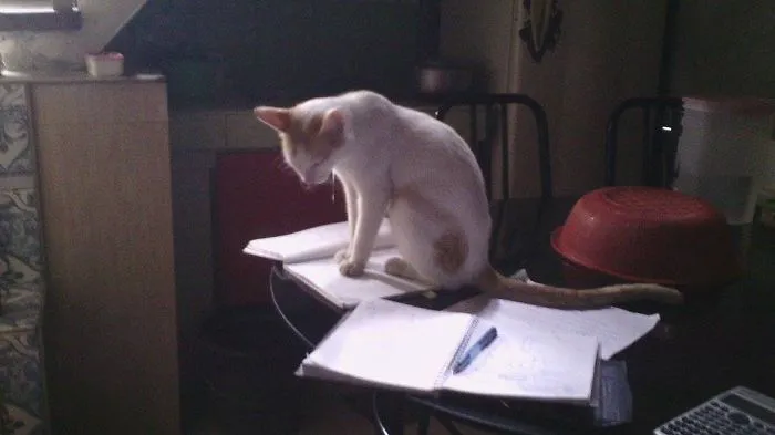 161 Cats Who Immediately Regretted Their Poor Life Choices