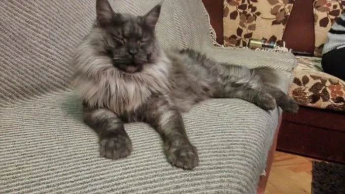 Large Maine Coon cat with long fur lounging comfortably on a striped couch in a cozy living room.