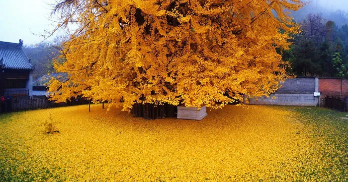 1,400-Year-Old Chinese Ginkgo Tree Drops Leaves That Drown Buddhist Temple In A Yellow Ocean