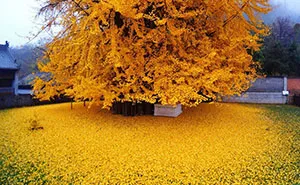 1,400-Year-Old Chinese Ginkgo Tree Drops Leaves That Drown Buddhist Temple In A Yellow Ocean