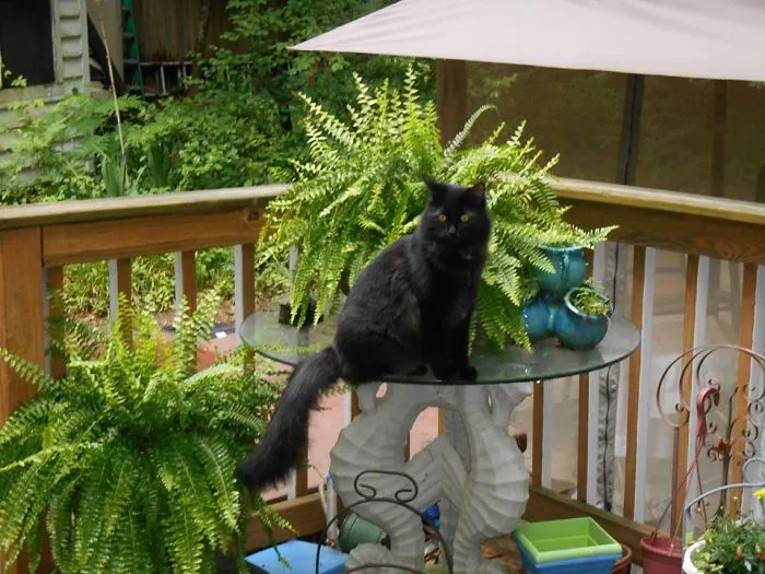 Black Maine Coon cat with long fur sitting on a glass table surrounded by green plants on a wooden deck.