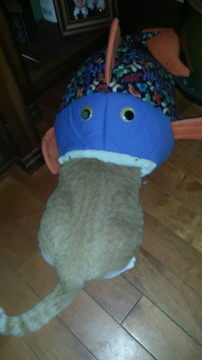 150 Cats Who Immediately Regretted Their Poor Life Choices