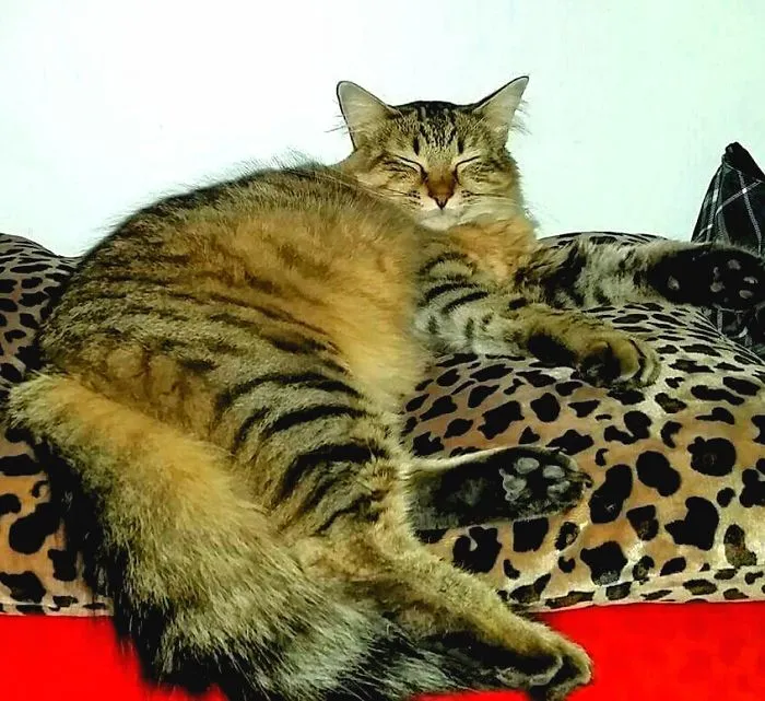 Tabby Maine Coon cat with soft fur sleeping comfortably on a leopard print pillow showing its giant size.