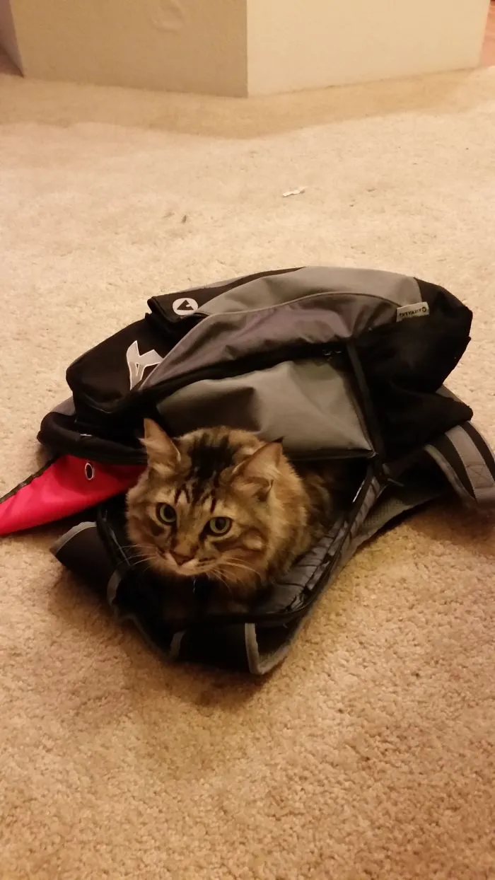 150 Cats Who Immediately Regretted Their Poor Life Choices