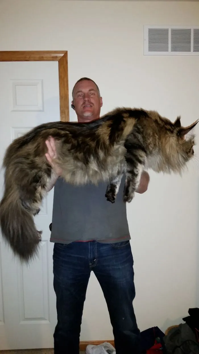 Man holding a giant Maine Coon cat, showcasing its large size and fluffy fur.