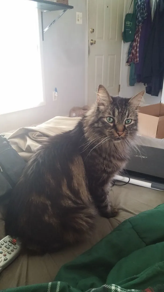 My Mr. Man Man, Chase.