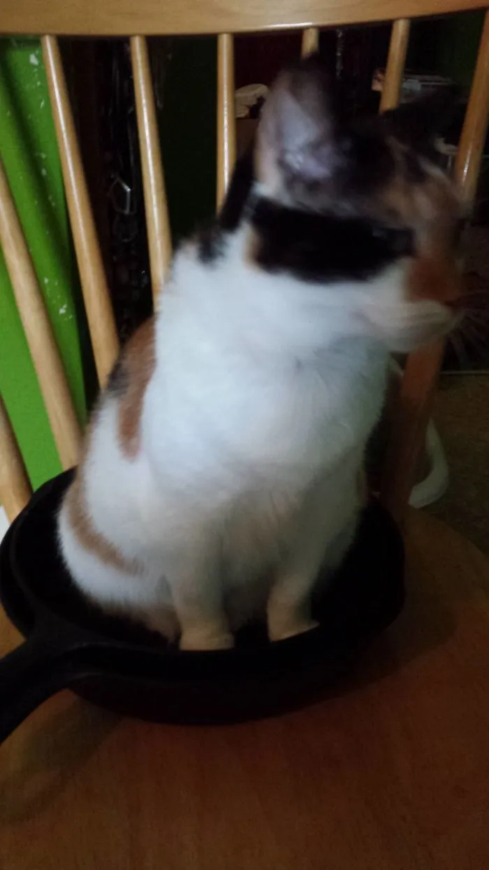 150 Cats Who Immediately Regretted Their Poor Life Choices