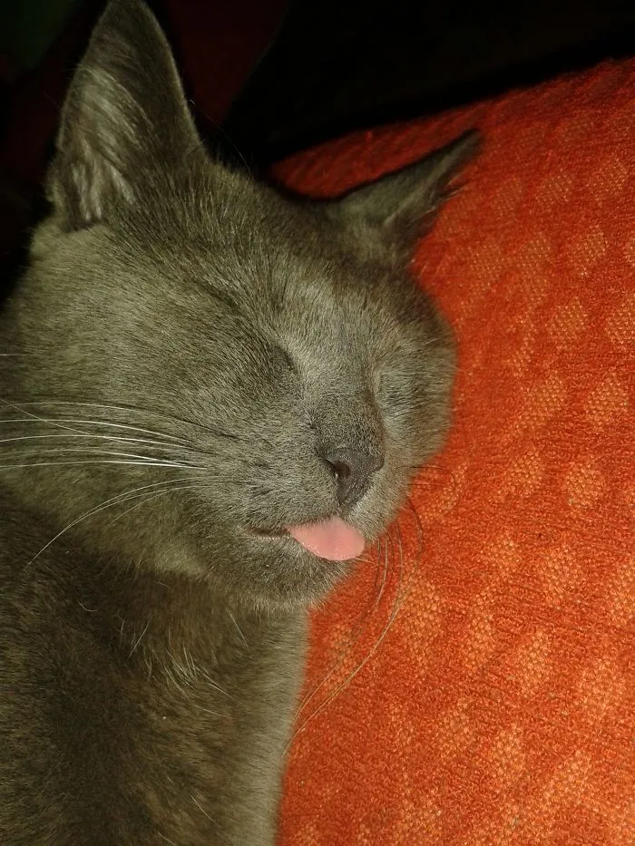 150 Cats Who Immediately Regretted Their Poor Life Choices