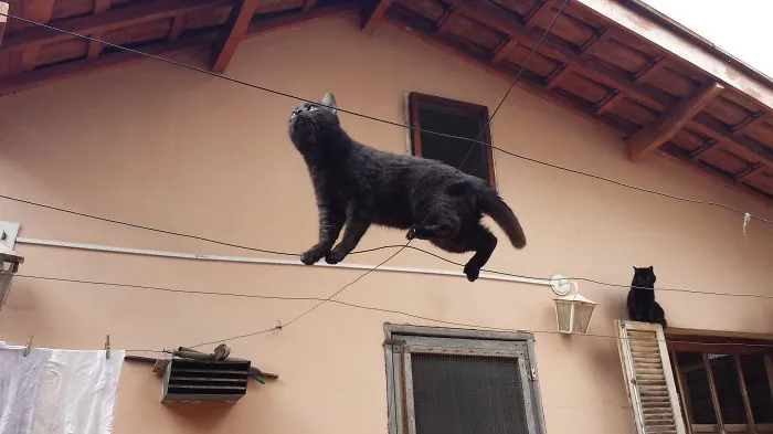 150 Cats Who Immediately Regretted Their Poor Life Choices