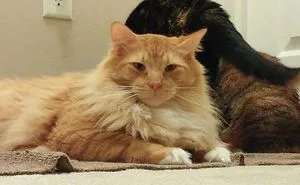 Updated 2025 Guide: Everything You Need to Know About Maine Coon Cats