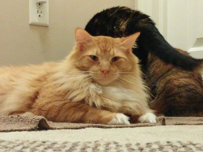 Garfield, 1 1/2 Yrs...14 Lbs And Has A Mane. We Don't Know Dad, But He Has To Be Half???