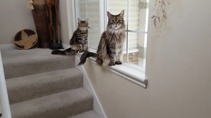Two Maine Coon cats with long fur sitting indoors near a window on carpeted stairs, showcasing their giant size and gentle nature.