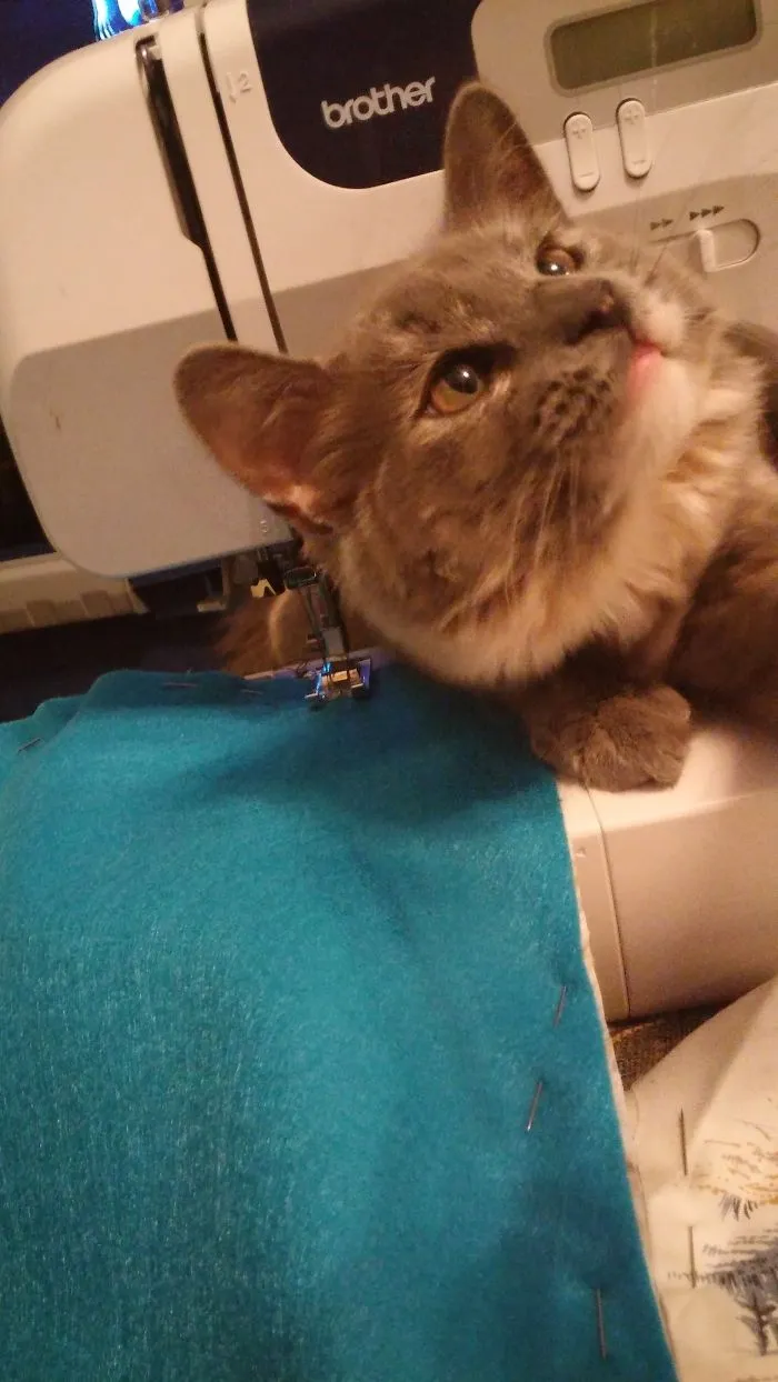 150 Cats Who Immediately Regretted Their Poor Life Choices