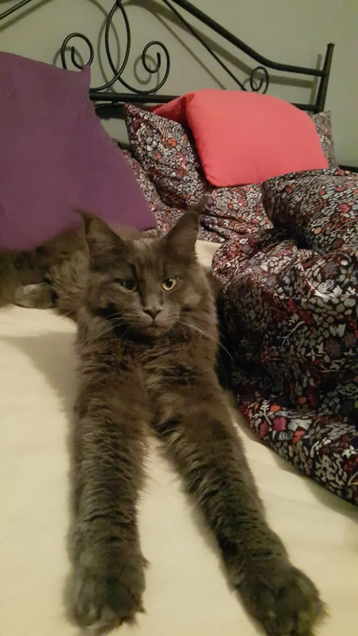 Maine Coon cat with long fur stretching on a bed next to colorful pillows and a floral blanket.