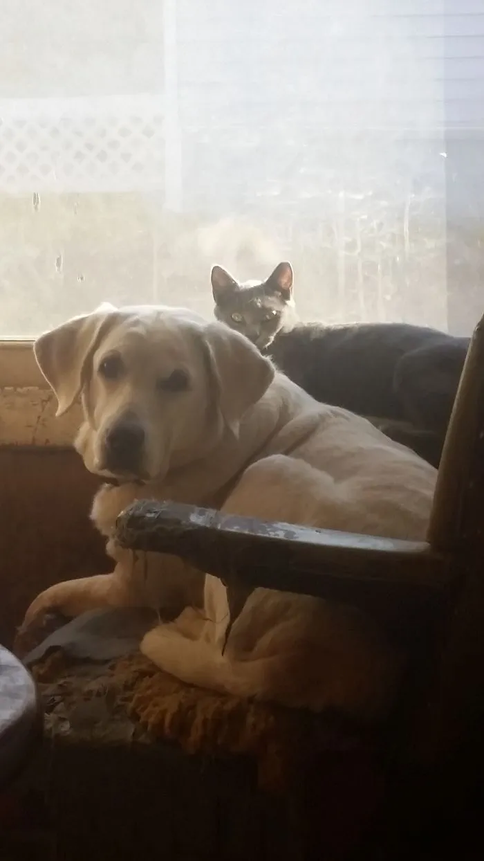 150 Cats Who Immediately Regretted Their Poor Life Choices