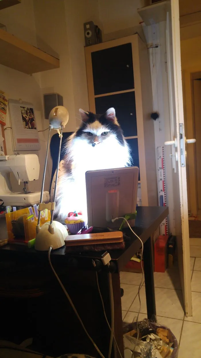 Maine Coon cat sitting on a cluttered desk illuminated by bright light in a cozy indoor workspace.