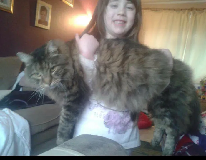 Young girl holding a large Maine Coon cat indoors, showcasing the giant kitties with soft character.